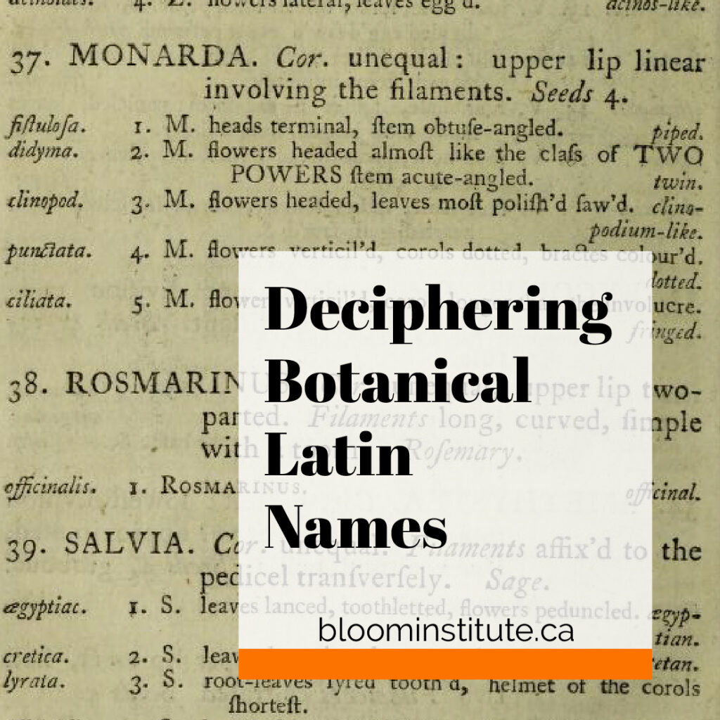 deciphering-botanical-latin-names-bloom-institute