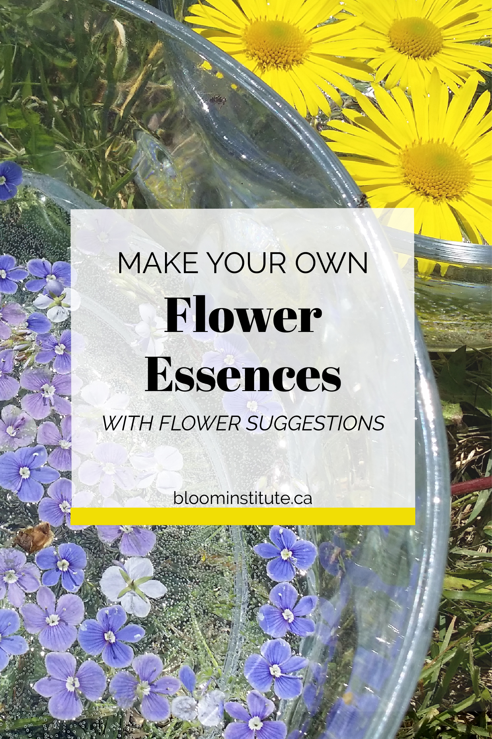 How to Make Your Own Flower Essences Bloom Institute